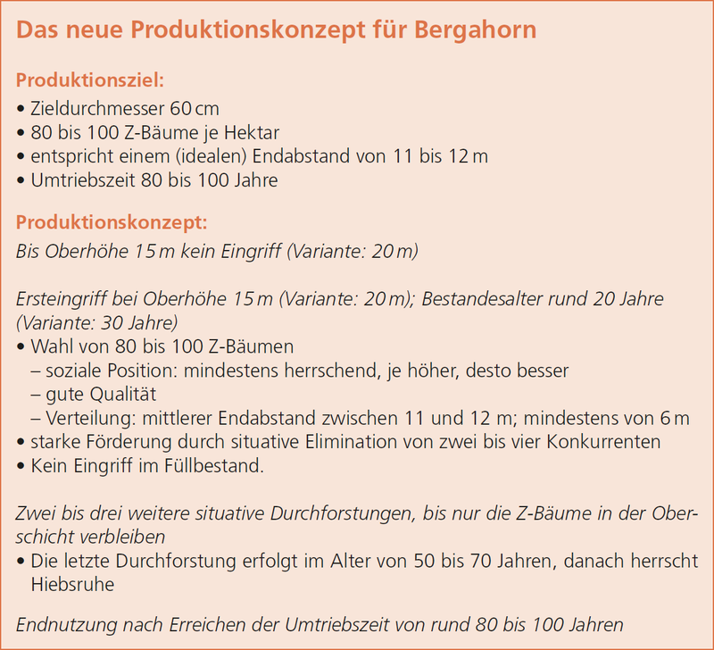 Produktionskonzept Bergahorn