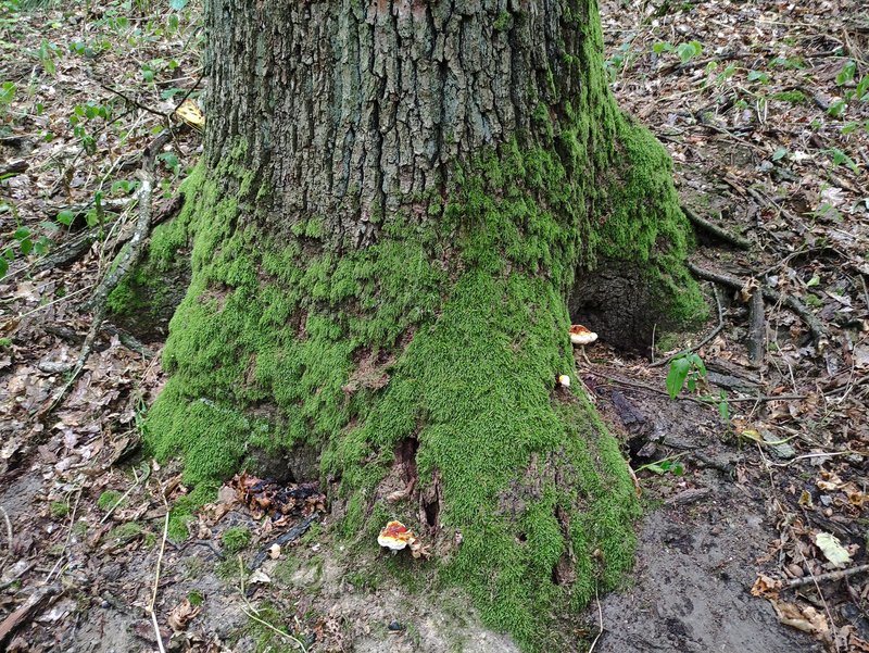 Fruchtkörper vom Glänzenden Lackporling und Überreste von Fruchtkörpern des Spindeligen Rüblings am Stammende einer Traubeneiche