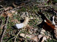 Losung des Auerhuhns