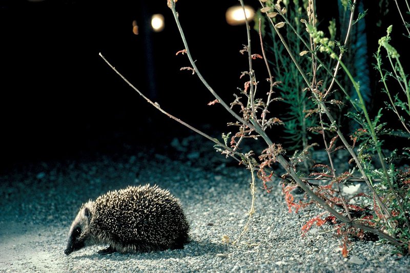 Ein Igel in der Nacht bei künstlicher Beleuchtung Ein Igel in der Nacht bei künstlicher Beleuchtung