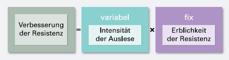 Schematische Darstellung einer Züchtungsstrategie