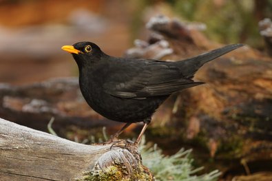 Schwarzer Vogel mit gelbem Schnabel