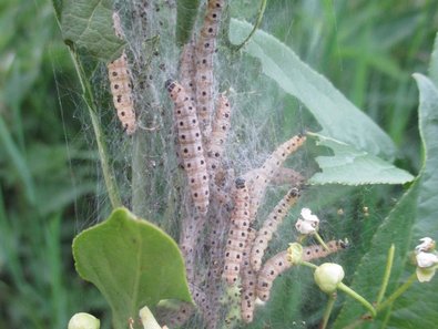 gelbliche Raupen in einem Gespinst