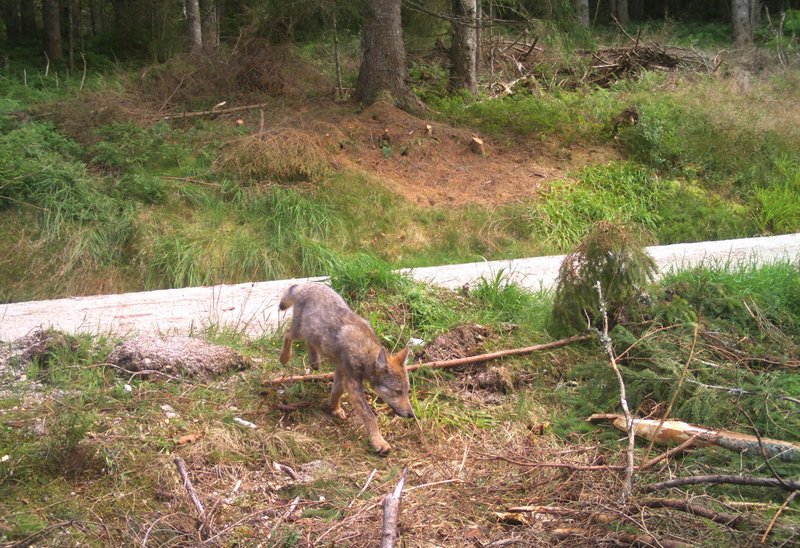 Fotofallenbild des männlichen Wolfswelpen GW3699m in der Nähe des Schluchsees im Südschwarzwald. Das Tier war der erste Wolfsnachwuchs in Baden-Württemberg seit dem 19. Jahrhundert. Der Rüde wurde im Dezember 2023 im Alter von acht Monaten bei einem Verkehrsunfall getötet. 