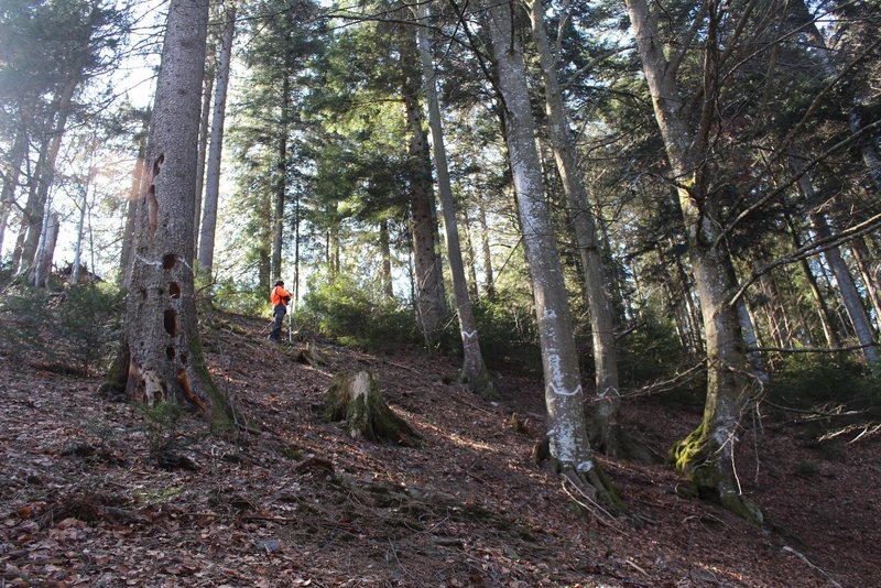Blick von außen in eine Habitatbaumgruppe während der Kartierung. Die Randbäume der Habitatbaumgruppe sind durch weiße Wellenlinien markiert
