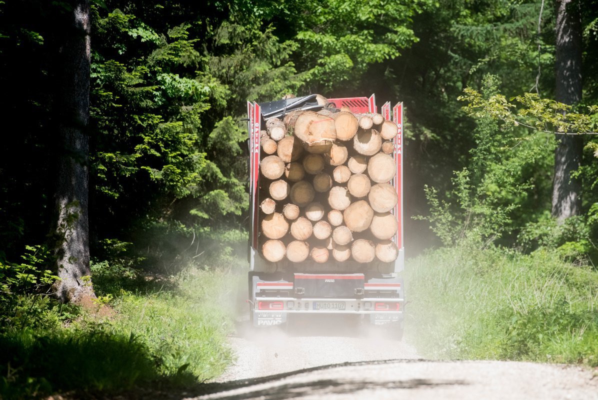 Holz-LKW auf einem Waldweg