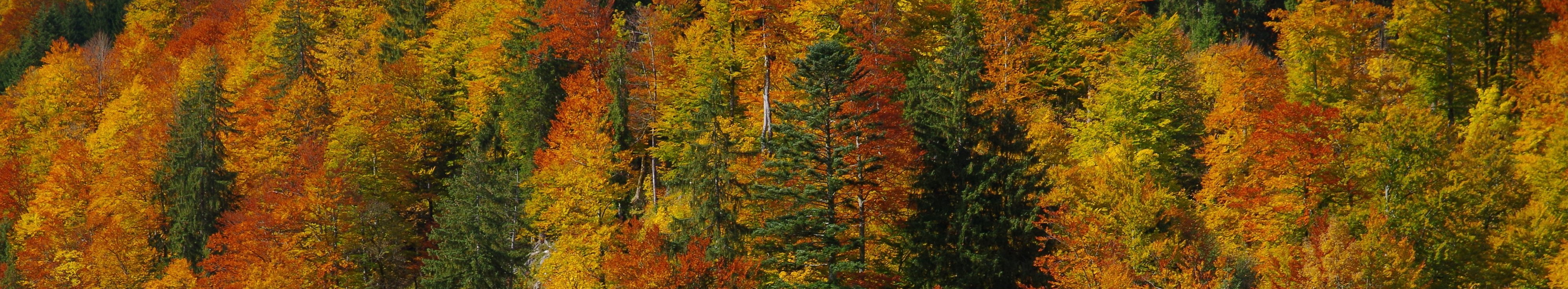 ein farbenprächtiger herbstlicher Bergmischwald mit Buche, Fichte und Tanne