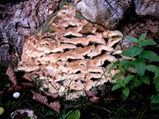 Kappung statt Fällung