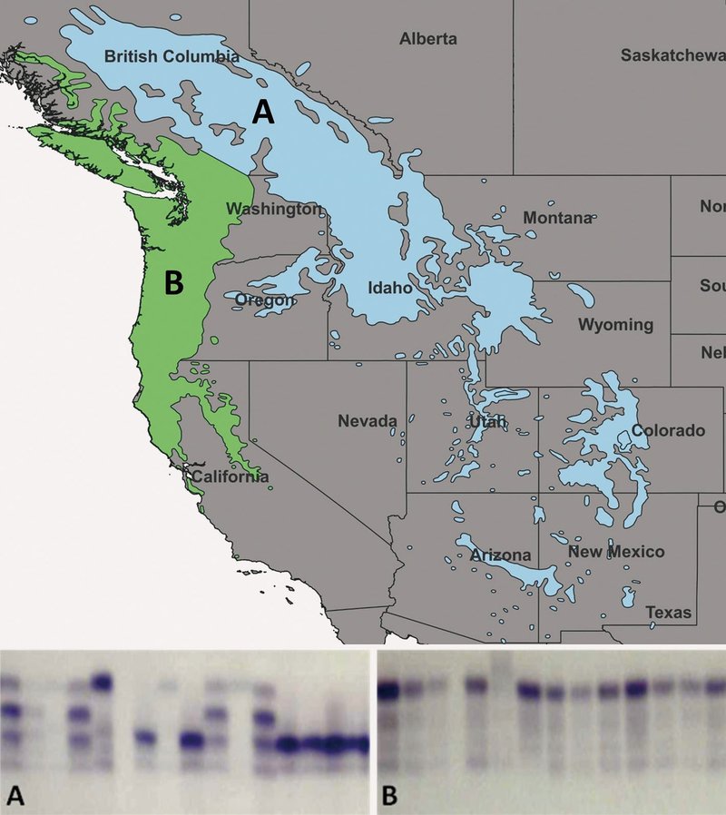 Landkarte des westlichen Nordamerikas mit Vorkommen bestimmter Isoenzyme bei Douglasien