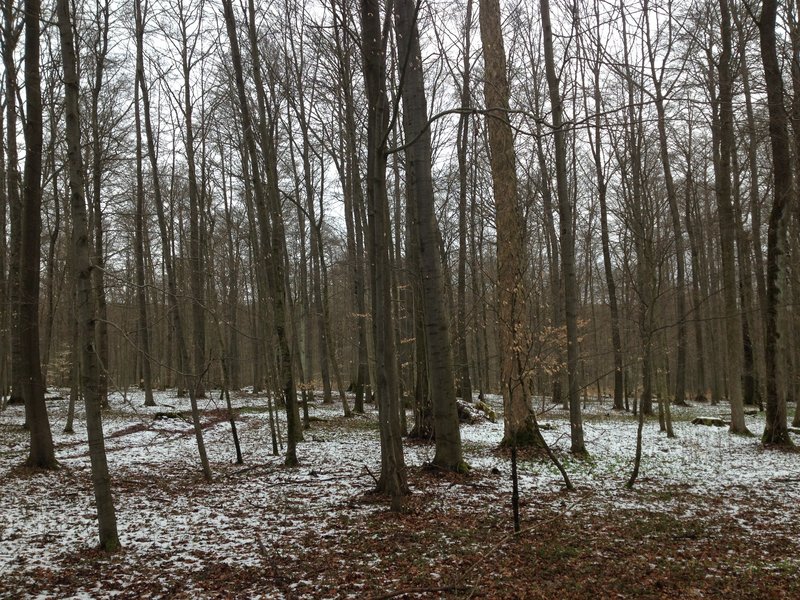 Laubwald Bergahorn