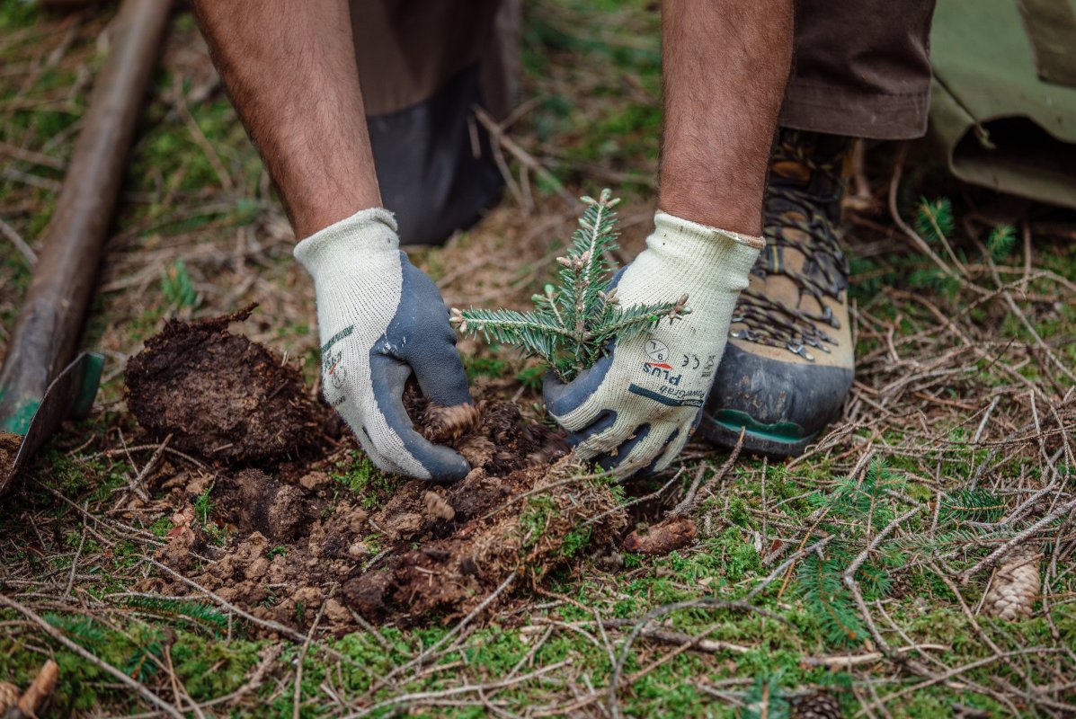 Waldbesitzer pflanzt eine kleine Tanne