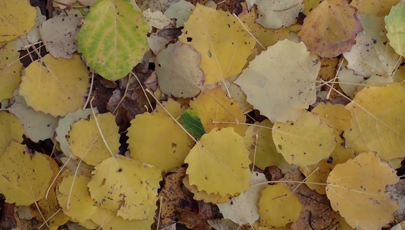 rautenförmige gelbliche Blätter