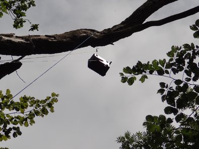 Installation des Aufnahmegerätes in der Baumkrone Installation des Aufnahmegerätes in der Baumkrone