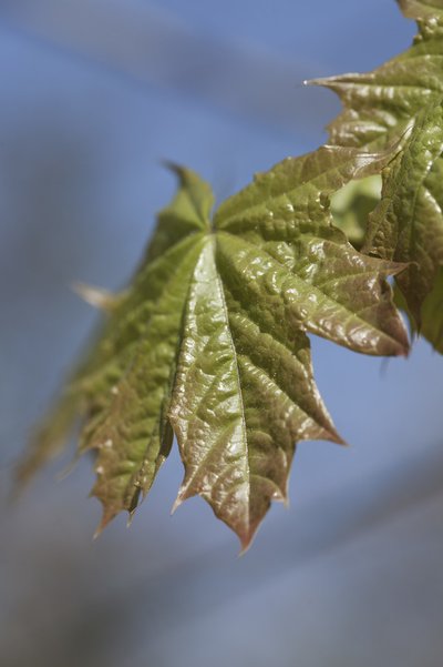 Blatt des Spitzahorn