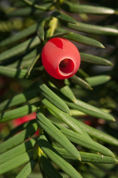 red small round fruit