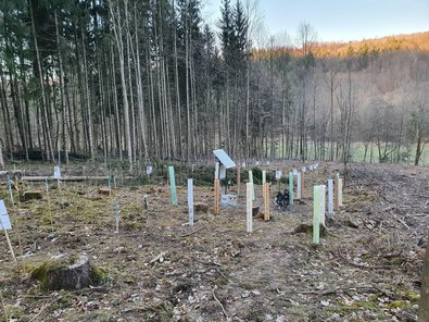 area with tree tubes