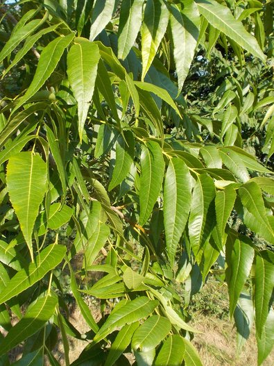 Die Blätter des Pekannussbaumes sind 30 -55 cm lang und mit 11 – 17 Fiederblättchen unpaarig gefiedert. 