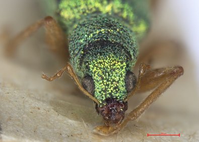 Großaufnahme von Polydrusus pterygomalis