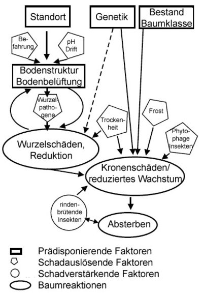 Zusammenwirkung der einzelnen Schadfaktoren