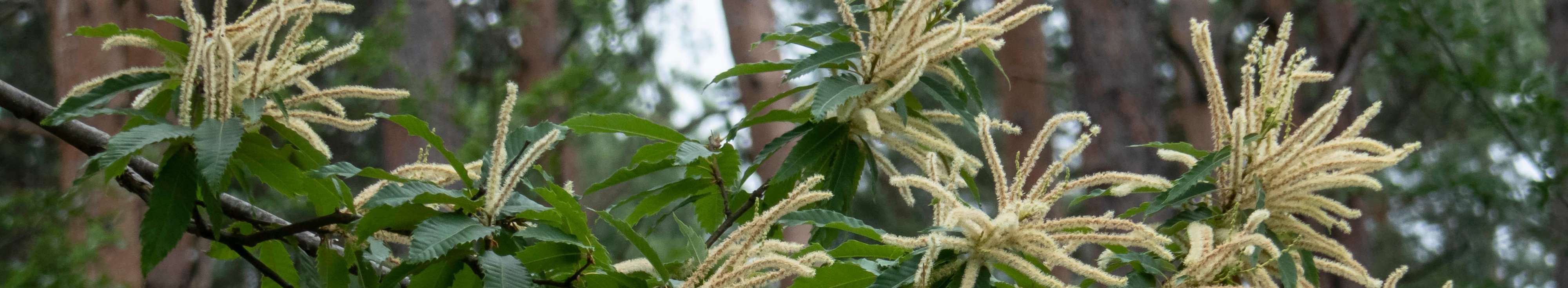 Digitales Arboretum Bayern 