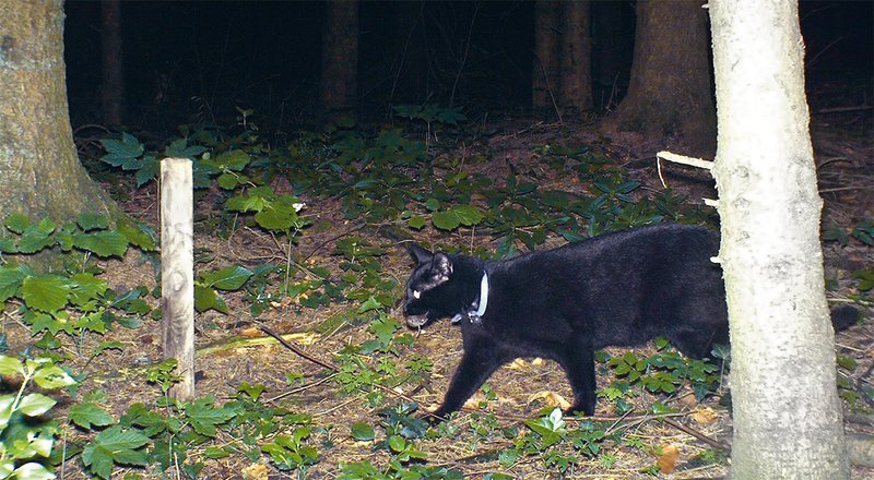  chat domestique en forêt