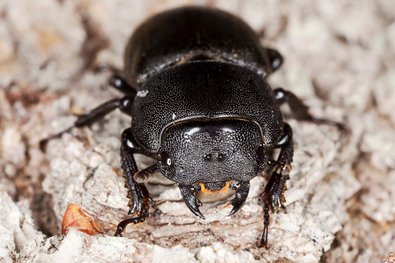 schwarzer Käfer