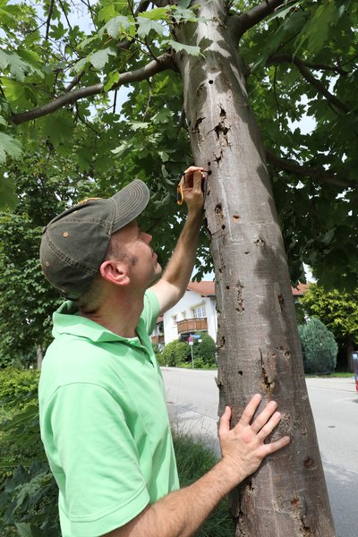 Mann untersucht einen stehenden Baum, der voller Käferlöcher ist