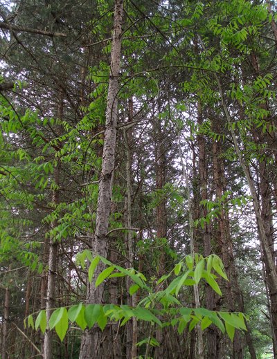 Der Götterbaum dringt in einen Waldbestand in Pratval bei Thusis (GR) ein.