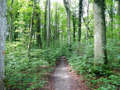 Durch Saat und Waldbau geschaffener Buchenwald im Kaiserstuhl
