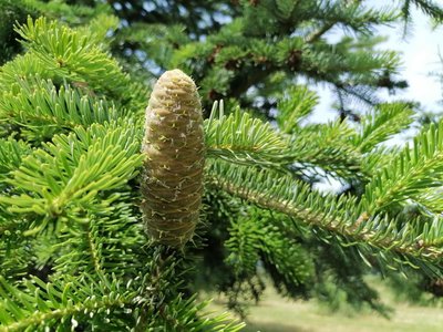 Bild: Tannenzapfen an Tanne
