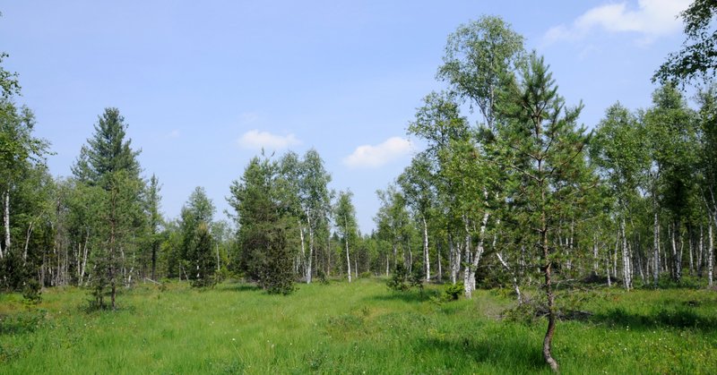 Wiese mit kleinen Laubbäumen mit weißer Rinde und Nadelbäumen