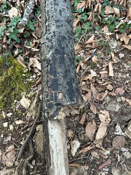 Pilzbefall und Fäule durch die Pfennig-Kohlenkruste an den in (a) gefallenen Buchen.