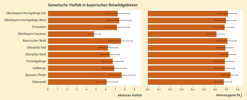 Balkendiagramme zur genetischen Vielfalt in den bayerischen Rotwildgebieten. Dargestellt sind die allelische Vielfalt (links) und die Heterozygotie (rechts). Die orangefarbenen Balken zeigen die jeweiligen Werte, schwarze Fehlerbalken die Streuung bzw. Unsicherheit der Schätzungen.