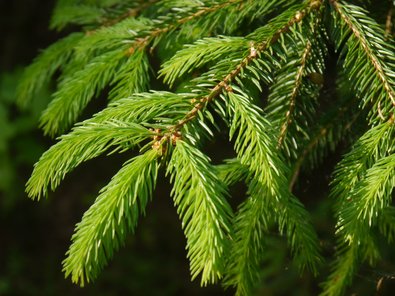 Fichtenzweig
