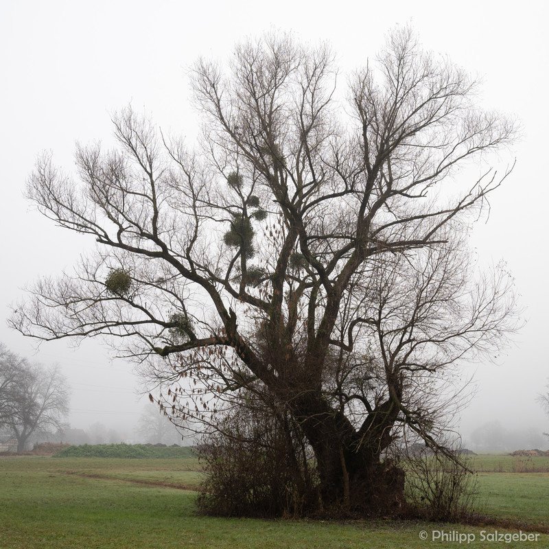Forschen unter dem Mistelzweig 1 Forschen unter dem Mistelzweig