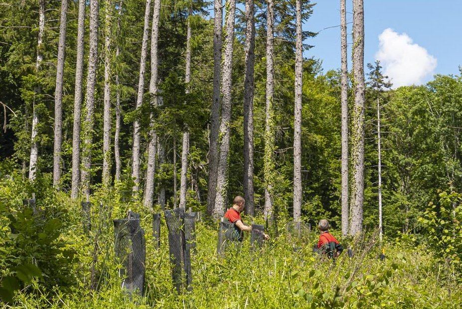 Einbringung von klimaresistenter Laubhölzer unter einen Altholzschirm im elsässischen Jur
