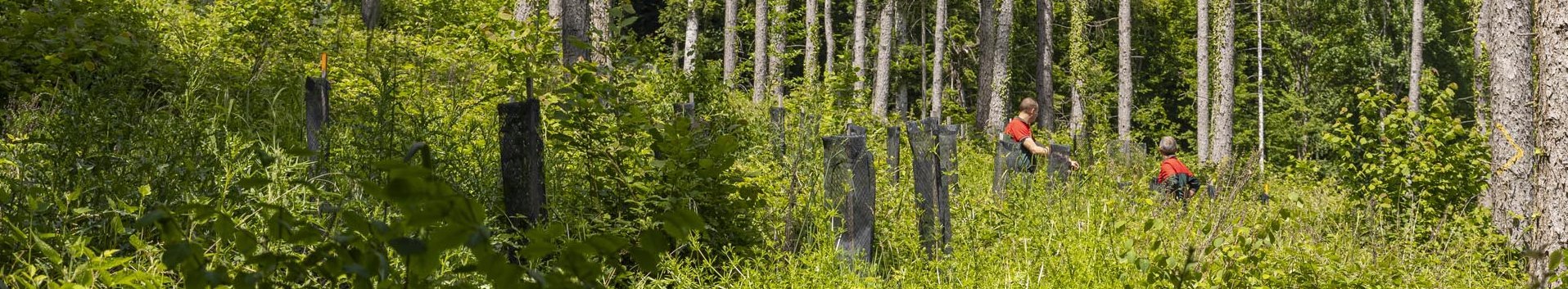 Einbringung von klimaresistenter Laubhölzer unter einen Altholzschirm im elsässischen Jura