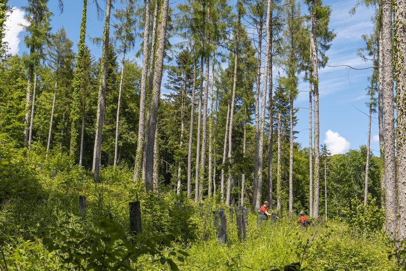 Einbringung von klimaresistenter Laubhölzer unter einen Altholzschirm im elsässischen Jura