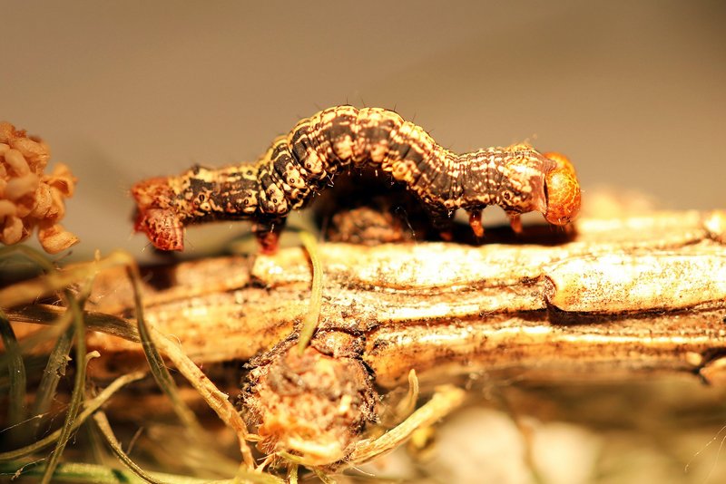 Chenille de l’hibernie orangée