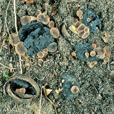 Mumifizierte Eicheln mit Fruchtkörpern von Ciboria batschiana.