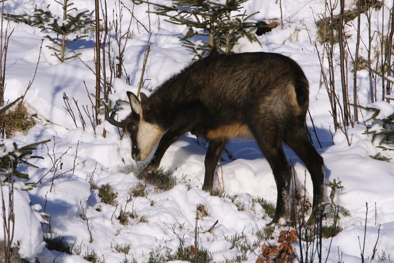 chamois doe scratches the snow away 