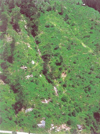 geräumte Windwurffläche in Schwanden GL am 27. Juni 2000