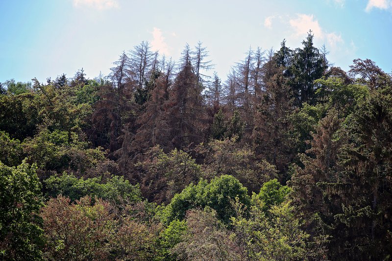 Forêt mixte endommagée par la sécheresse avec défoliation