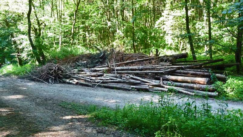 Bleiben ausreichend Nährstoffe im Wald, wenn Restholz energetisch genutzt wird?