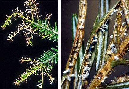Der Tannennadelrost - waldwissen.net