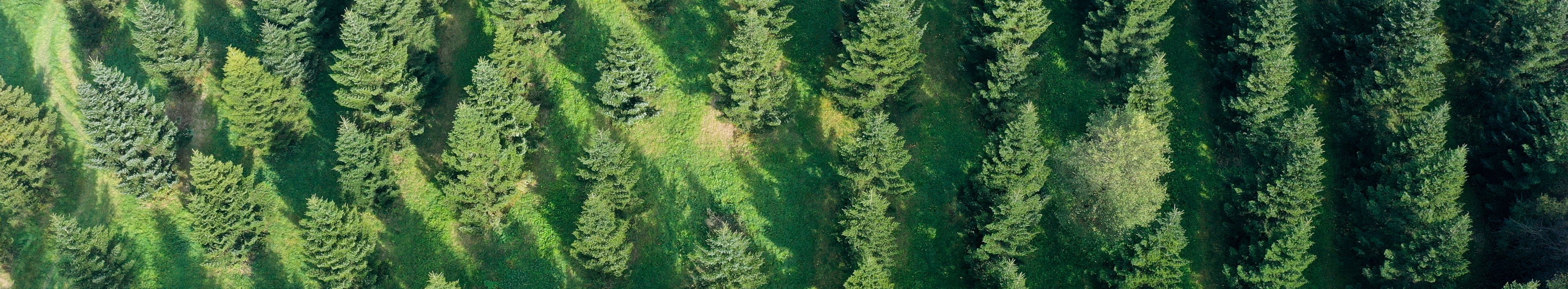 Luftbild einer Plantage aus Nadelbäumen, die in weitem Abstand zueinander stehen