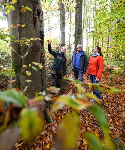 forester advises Bavarian forest owners