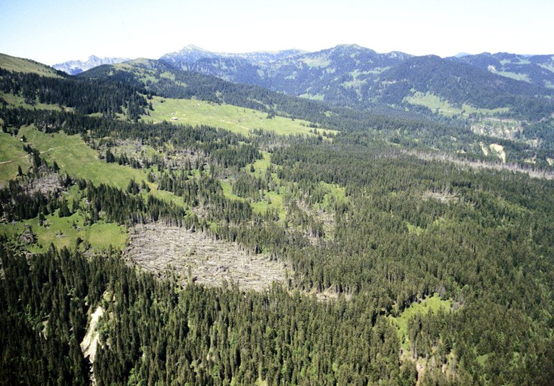 Waldreservat Rorwald