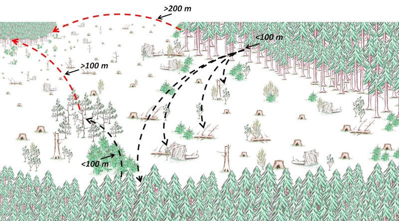 endozoochoren Samenausbreitung vom Bestand auf Schadfläche
