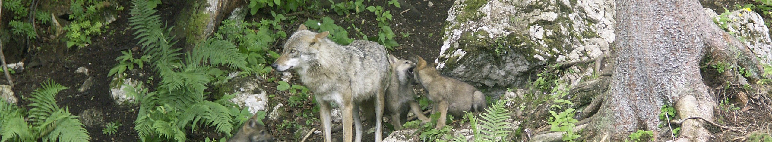 Wolfsfamilie